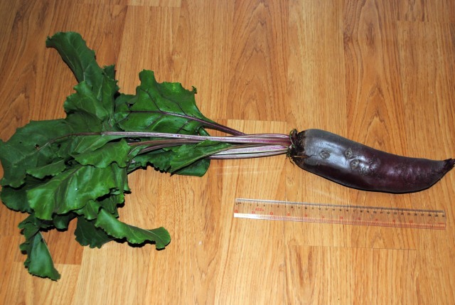 Nine-inch beet